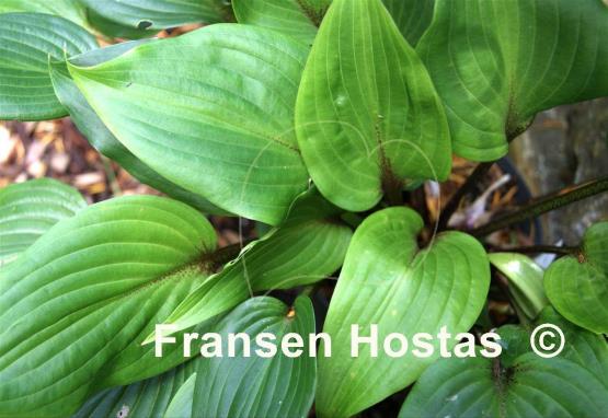 Hosta Miss Ruby